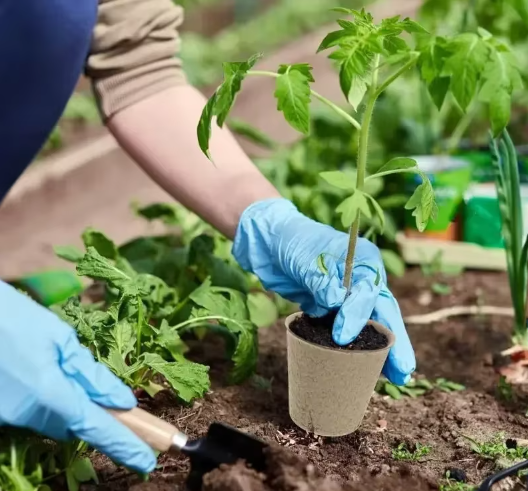 80 vnt. biologiškai suyrančių daiginimo puodelių