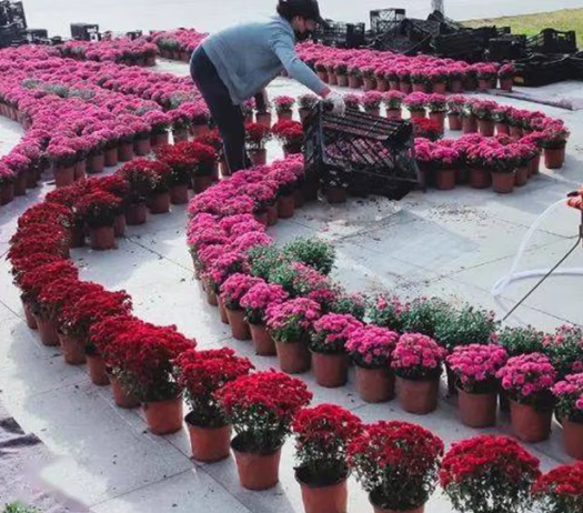 50 vnt. sodinukų vazonėlių rinkinys