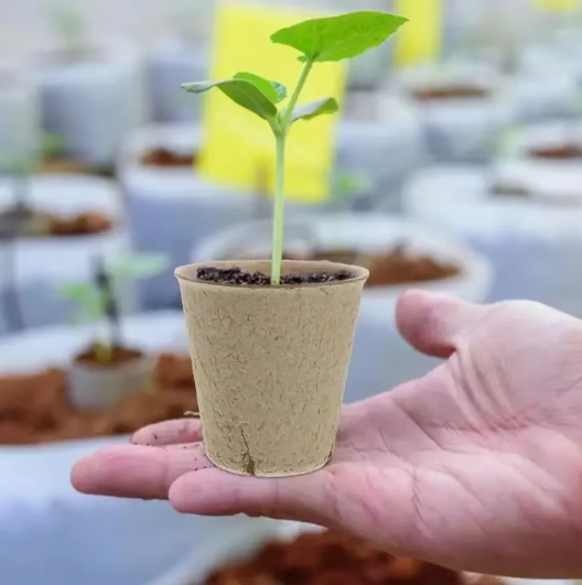 80 vnt. biologiškai suyrančių daiginimo puodelių